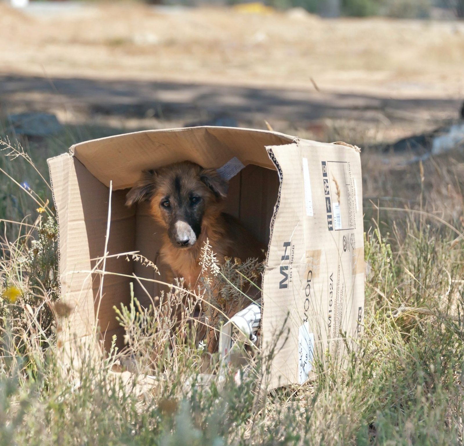 short-coated-brown-puppy-2836734